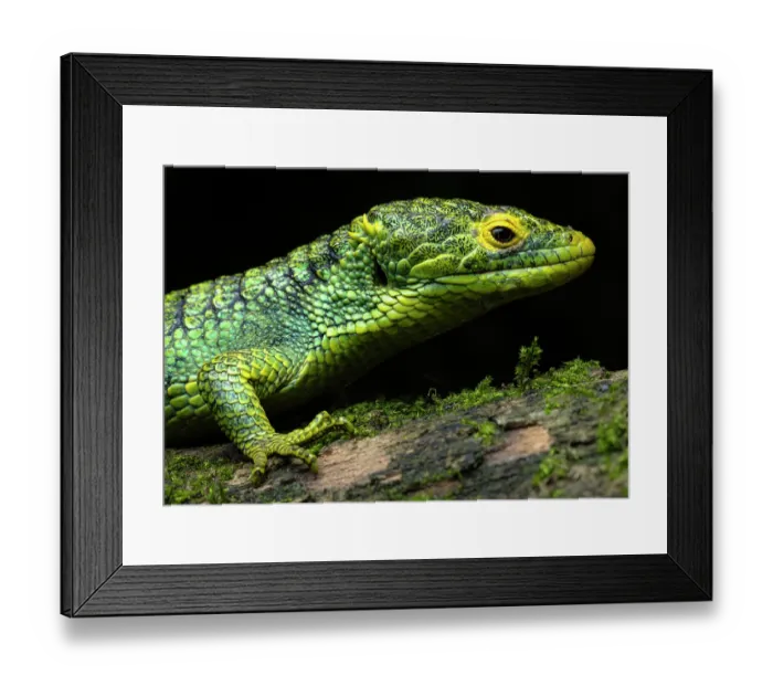 Framed Print : Alligator lizard (Abronia meledona) portrait, Guatemala. Endangered Framed Print : Alligator lizard (Abronia meledona) portrait, Guatemala. Endangered