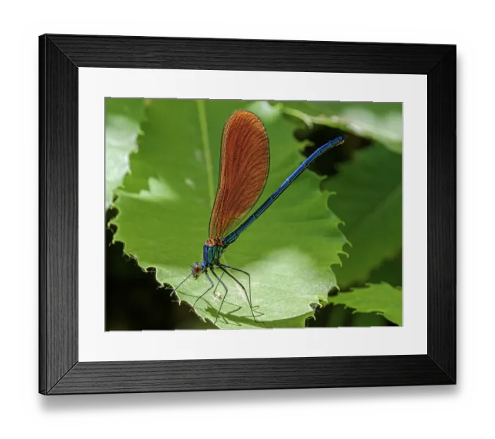 Framed Print : Beautiful demoiselle (Calopteryx virgo) resting on a leaf, Bomarzo, Lazio, Italy. June Framed Print : Beautiful demoiselle (Calopteryx virgo) resting on a leaf, Bomarzo, Lazio, Italy. June