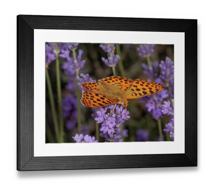 Framed Print : Queen of Spain fritillary butterfly (Issoria lathonia) female, resting on Lavender (Lavandula sp.), Podere Montecucco, Orvieto, Umbria, Italy. June Framed Print : Queen of Spain fritillary butterfly (Issoria lathonia) female, resting on Lavender (Lavandula sp.), Podere Montecucco, Orvieto, Umbria, Italy. June