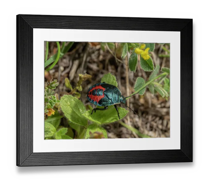 Framed Print : Shield bug (Jalla dumosa) resting on a leaf, nr. Orvieto, Umbria, Italy. May