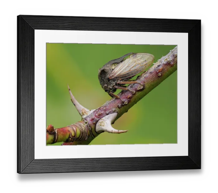 Framed Print : Horned treehopper (Centrotus cornutus) resting on Dog rose (Rosa canina) among thorns, Oxfordshire, England, UK. June. Focus stacked Framed Print : Horned treehopper (Centrotus cornutus) resting on Dog rose (Rosa canina) among thorns, Oxfordshire, England, UK. June. Focus stacked