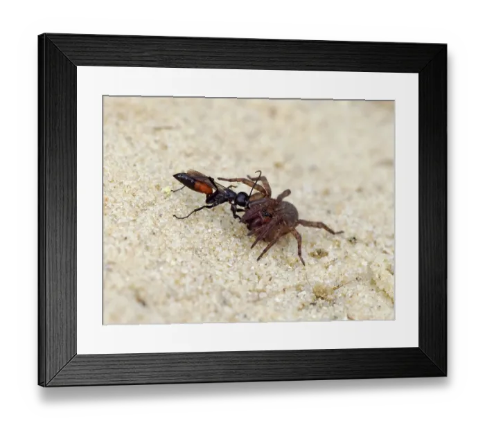 Framed Print : Spider hunting wasp (Priocnemis parvula) dragging paralysed spider prey back to its burrow, Oxfordshire, England, UK. September Framed Print : Spider hunting wasp (Priocnemis parvula) dragging paralysed spider prey back to its burrow, Oxfordshire, England, UK. September