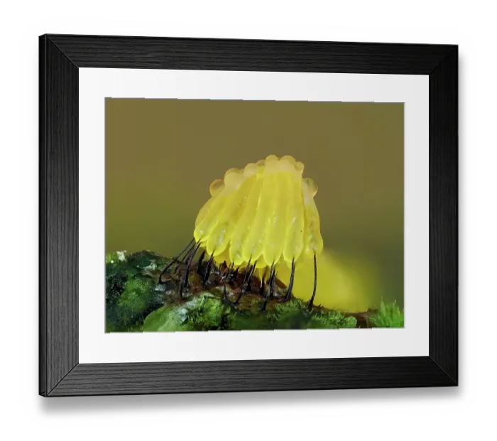 Framed Print : Slime mould (Stemonitis virginiensis) recently developed sporangia, Buckinghamshire, England, UK, July. Focus stacked Framed Print : Slime mould (Stemonitis virginiensis) recently developed sporangia, Buckinghamshire, England, UK, July. Focus stacked
