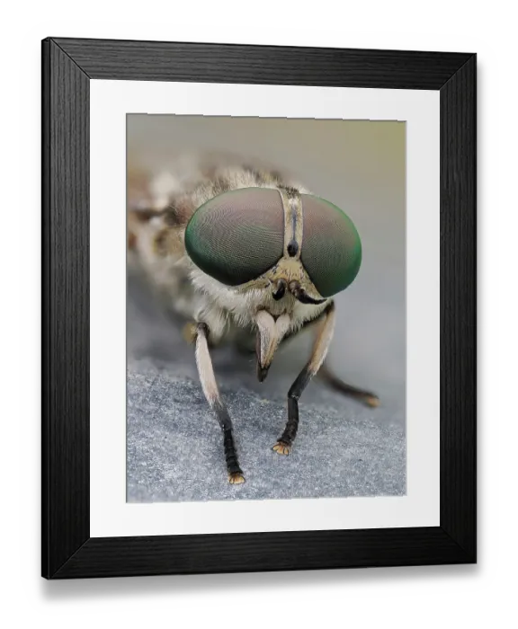 Framed Print : Horse fly (Tabanus autumnalis) portrait, close up showing compound eyes, Hertfordshire, England, UK. June. Focus stacked Framed Print : Horse fly (Tabanus autumnalis) portrait, close up showing compound eyes, Hertfordshire, England, UK. June. Focus stacked