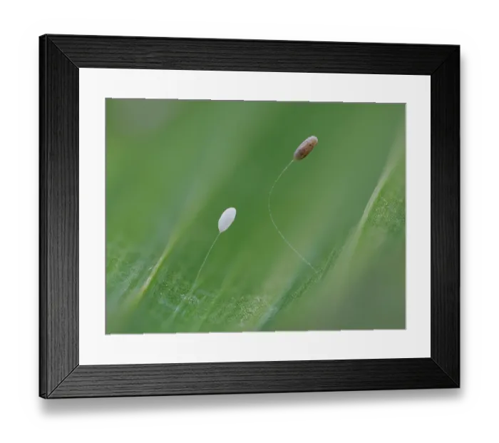 Framed Print : Two Green lacewing (Chrysoperla carnea) eggs at different development stages on Lily leaf, Hertfordshire, England, UK. August. Focus stacked