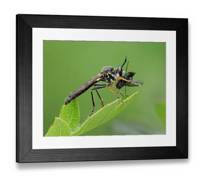 Framed Print : Red legged robberfly (Dioctria rufipes) feeding on fly prey, Oxfordshire, England, UK. June. Focus stacked Framed Print : Red legged robberfly (Dioctria rufipes) feeding on fly prey, Oxfordshire, England, UK. June. Focus stacked