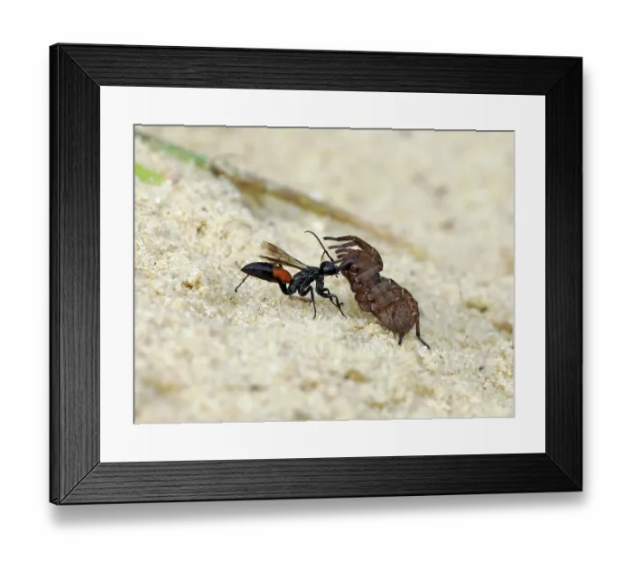 Framed Print : Spider hunting wasp (Priocnemis parvula) dragging paralysed spider prey back to its burrow, Oxfordshire, England, UK. September Framed Print : Spider hunting wasp (Priocnemis parvula) dragging paralysed spider prey back to its burrow, Oxfordshire, England, UK. September