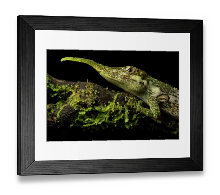 Framed Print : Pinocchio lizard (Anolis proboscis) male, resting on moss-covered log, Mindo, Pichincha, Ecuador Framed Print : Pinocchio lizard (Anolis proboscis) male, resting on moss-covered log, Mindo, Pichincha, Ecuador