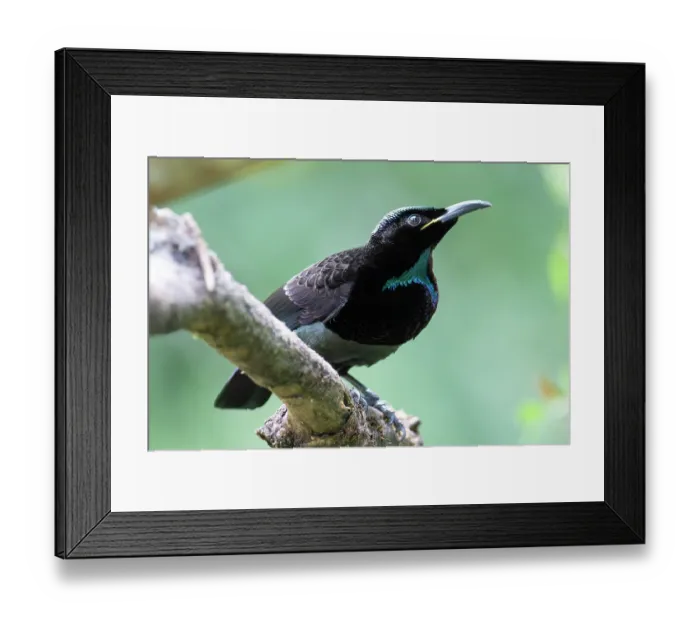 Framed Print : Victoria's riflebird (Ptiloris victoriae) male, perched on branch, Wet Tropics World Heritage, Lake Eacham, Queensland, Australia Framed Print : Victoria's riflebird (Ptiloris victoriae) male, perched on branch, Wet Tropics World Heritage, Lake Eacham, Queensland, Australia
