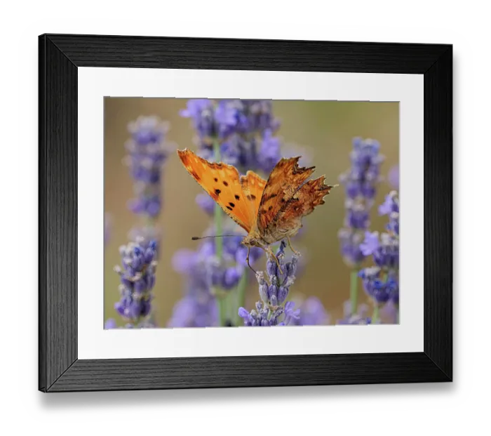 Framed Print : Southern comma butterfly (Polygonia egea) resting on Lavender (Lavandula sp.), Podere Montecucco, Orvieto, Umbria, Italy. June