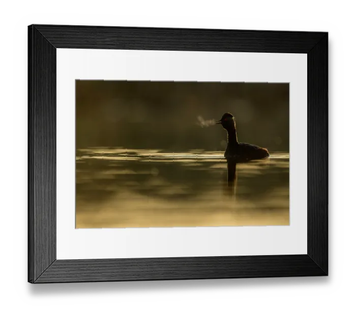 Framed Print : Black-necked grebe (Podiceps nigricollis) on water in early morning light with breath visible, La Mancha, central Spain. April Framed Print : Black-necked grebe (Podiceps nigricollis) on water in early morning light with breath visible, La Mancha, central Spain. April