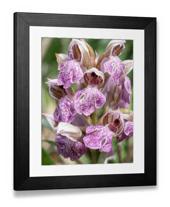 Framed Print : Milky orchid (Neotinea lactea) in flower, Gargano, Puglia, Italy. April Framed Print : Milky orchid (Neotinea lactea) in flower, Gargano, Puglia, Italy. April