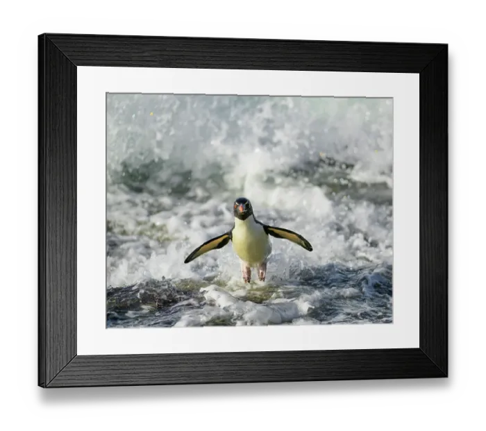 Framed Print : Rockhopper penguin (Eudyptes chrysocome) jumping out of the surf, Falkland islands, Atlantic Ocean Framed Print : Rockhopper penguin (Eudyptes chrysocome) jumping out of the surf, Falkland islands, Atlantic Ocean