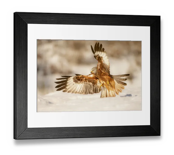 Framed Print : Red kite (Milvus milvus) flying over the snow, central Spain. January Framed Print : Red kite (Milvus milvus) flying over the snow, central Spain. January
