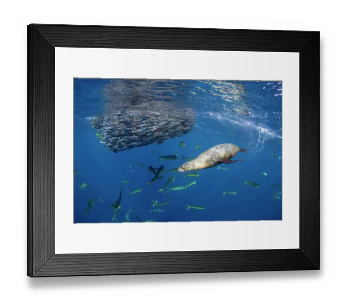 Framed Print : Sea lion (Zalophus sp.) and Mahi-mahi (Coryphaena hippurus) feeding on Sardine (Sardinops sagax) bait ball, Magdalena Bay, Baja California Peninsula, Pacific Ocean Framed Print : Sea lion (Zalophus sp.) and Mahi-mahi (Coryphaena hippurus) feeding on Sardine (Sardinops sagax) bait ball, Magdalena Bay, Baja California Peninsula, Pacific Ocean