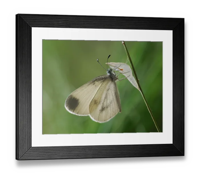 Framed Print : Wood white butterfly (Leptidea sinapis) newly emerged male resting on plant stem, Surrey, England, UK. July. Focus stacked Framed Print : Wood white butterfly (Leptidea sinapis) newly emerged male resting on plant stem, Surrey, England, UK. July. Focus stacked