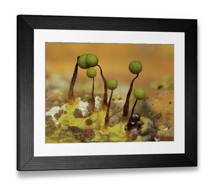 Framed Print : Slime mould (Cribraria aurantiaca) newly developed 1mm tall sporangia in green colour stage, Buckinghamshire, England, UK. July. Focus stacked Framed Print : Slime mould (Cribraria aurantiaca) newly developed 1mm tall sporangia in green colour stage, Buckinghamshire, England, UK. July. Focus stacked