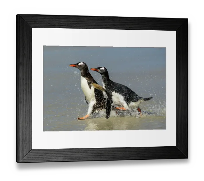 Framed Print : Two Gentoo penguins (Pygoscelis papua) a chick chasing the adult for food, Falkland Islands, Atlantic Ocean Framed Print : Two Gentoo penguins (Pygoscelis papua) a chick chasing the adult for food, Falkland Islands, Atlantic Ocean