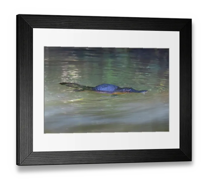 Framed Print : RF - Platypus (Ornithorhynchus anatinus) surfacing between foraging dives, Yungaburra, Queensland, Australia Framed Print : RF - Platypus (Ornithorhynchus anatinus) surfacing between foraging dives, Yungaburra, Queensland, Australia
