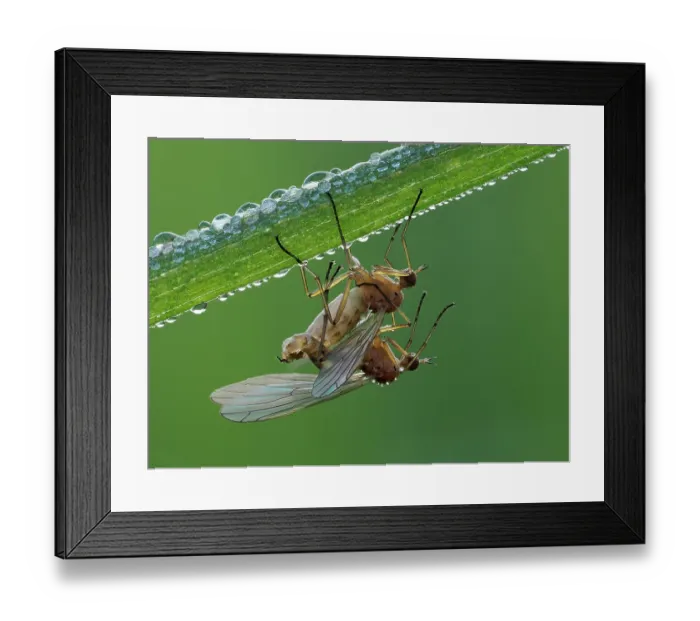 Framed Print : Dagger flies (Empis livida) pair mating at dawn with dew, Hertfordshire, England, UK. May. Focus stacked Framed Print : Dagger flies (Empis livida) pair mating at dawn with dew, Hertfordshire, England, UK. May. Focus stacked