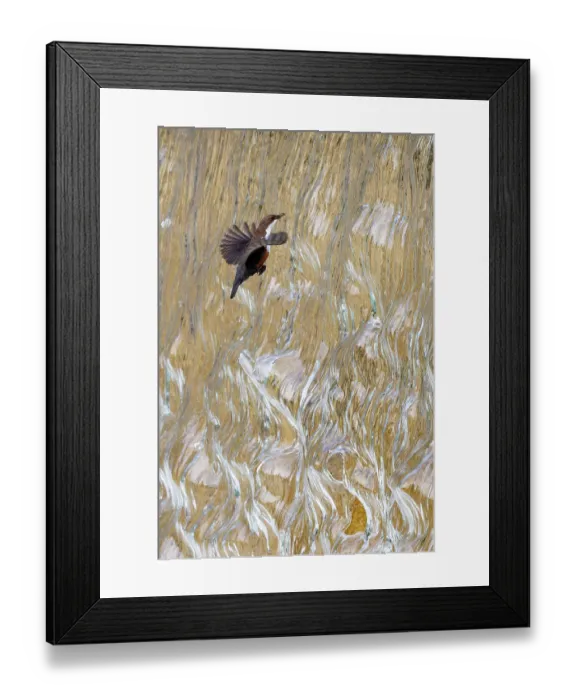 Framed Print : Dipper (Cinclus cinclus) flying through waterfall, Bavarian Alps, Germany. May