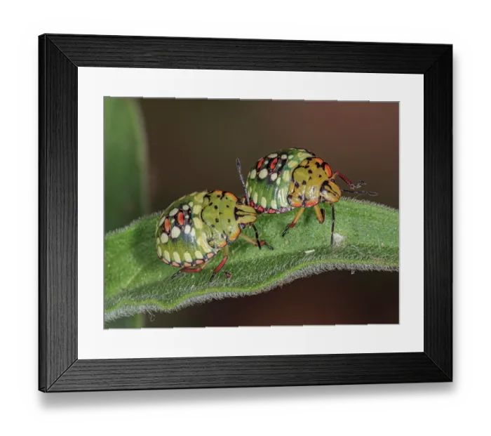 Framed Print : Two Shield bugs (Nezara viridula) resting on a leaf, Podere Montecucco, Orvieto, Umbria, Italy. August. Focus stacked Framed Print : Two Shield bugs (Nezara viridula) resting on a leaf, Podere Montecucco, Orvieto, Umbria, Italy. August. Focus stacked