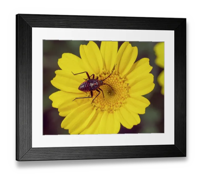 Framed Print : Firebug (Spilostethus pandurus) nymph, resting on yellow flower, Podere Montecucco, Orieto, Italy. May Framed Print : Firebug (Spilostethus pandurus) nymph, resting on yellow flower, Podere Montecucco, Orieto, Italy. May