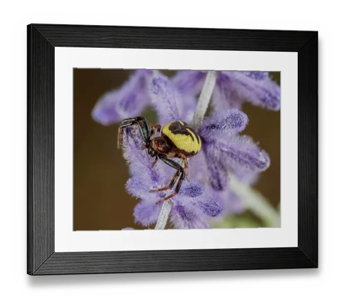 Framed Print : Napoleon spider (Synema globosum) female, resting on Lavender (Lavandula sp.), Orvieto, Umbria, Italy. May Framed Print : Napoleon spider (Synema globosum) female, resting on Lavender (Lavandula sp.), Orvieto, Umbria, Italy. May