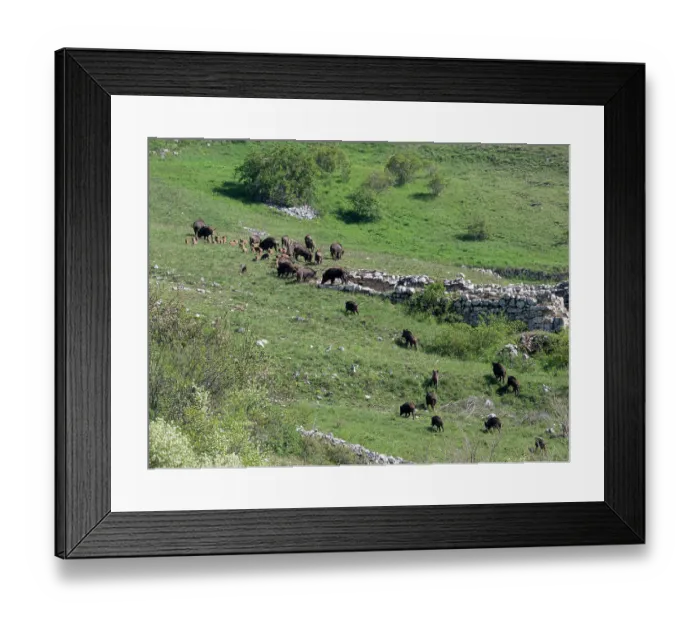 Framed Print : Group of Wild boars (Sus scrofa) adults and piglets, grazing on hillside, Gran Sasso, Abruzzo, Italy. May Framed Print : Group of Wild boars (Sus scrofa) adults and piglets, grazing on hillside, Gran Sasso, Abruzzo, Italy. May