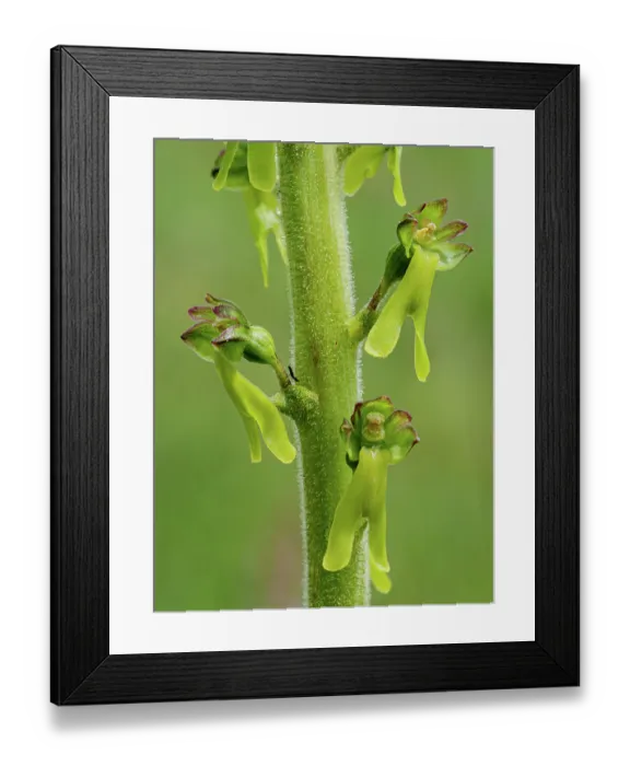 Framed Print : Twayblade (Listera ovata) in flower, close up, Monti della Laga, Abruzzo, Italy. June Framed Print : Twayblade (Listera ovata) in flower, close up, Monti della Laga, Abruzzo, Italy. June