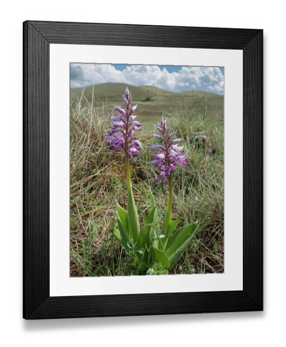 Framed Print : Military orchid (Orchis militaris) in flower on hillside, Gran Sasso, Abruzzo, Italy. May Framed Print : Military orchid (Orchis militaris) in flower on hillside, Gran Sasso, Abruzzo, Italy. May