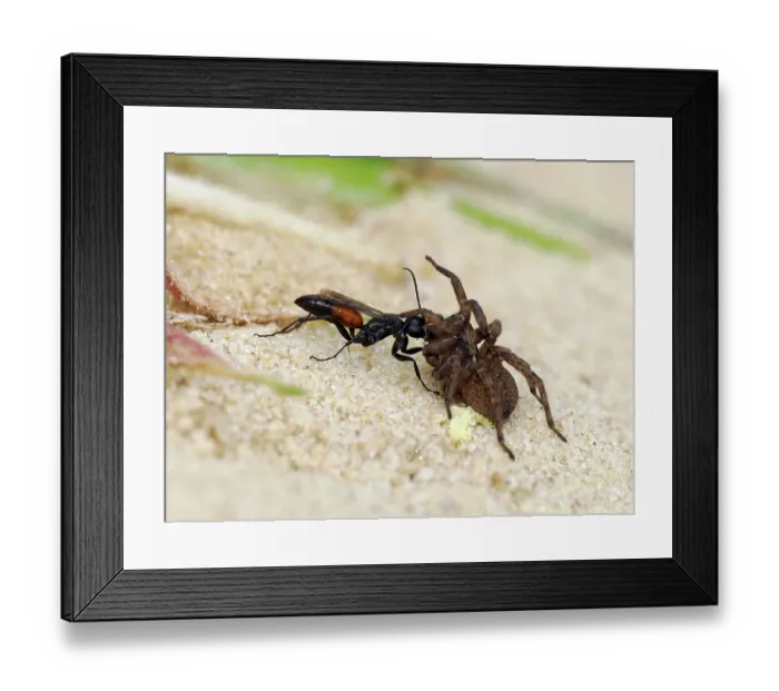 Framed Print : Spider hunting wasp (Priocnemis parvula) dragging paralysed spider prey back to its burrow, Oxfordshire, England, UK. September Framed Print : Spider hunting wasp (Priocnemis parvula) dragging paralysed spider prey back to its burrow, Oxfordshire, England, UK. September