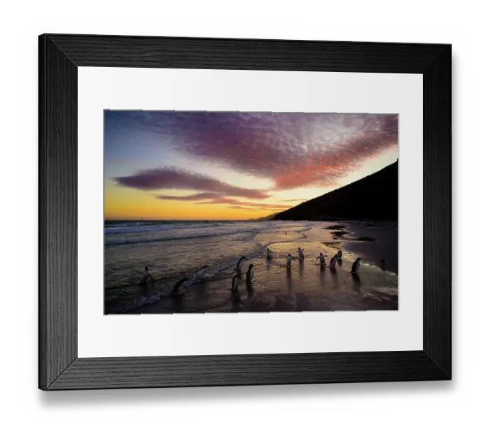 Framed Print : Group of Gentoo penguins (Pygoscelis papua) walking on the shore at sunrise, Falkland Islands, Atlantic Ocean Framed Print : Group of Gentoo penguins (Pygoscelis papua) walking on the shore at sunrise, Falkland Islands, Atlantic Ocean