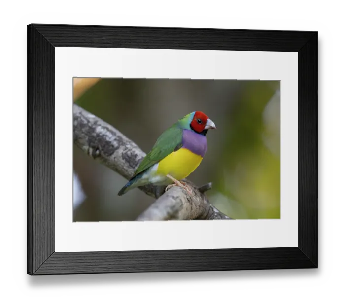 Framed Print : Gouldian finch (Erythrura gouldiae) perched on branch, Mareeba, Queensland, Australia. Endangered Framed Print : Gouldian finch (Erythrura gouldiae) perched on branch, Mareeba, Queensland, Australia. Endangered