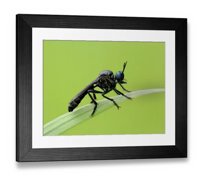 Framed Print : Violet black-legged robberfly (Dioctria atricapilla) male resting on blade of grass, Oxfordshire, England, UK. June. Focus stacked Framed Print : Violet black-legged robberfly (Dioctria atricapilla) male resting on blade of grass, Oxfordshire, England, UK. June. Focus stacked