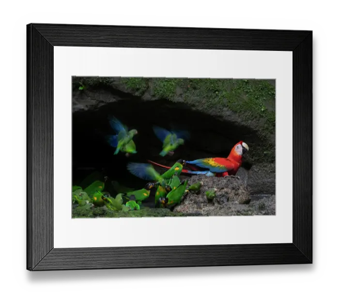 Framed Print : Scarlet macaw (Ara macao), Orange-cheeked parrots (Pyrilia barrabandi) and Cobalt-winged parakeets (Brotogeris cyanoptera) drinking water at an Upper Amazon clay lick
