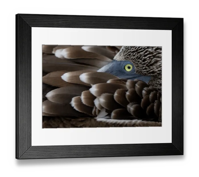 Framed Print : Blue-footed booby (Sula nebouxii) resting with its head among its feathers, portrait, Isla de la Plata, Manabi, Ecuador Framed Print : Blue-footed booby (Sula nebouxii) resting with its head among its feathers, portrait, Isla de la Plata, Manabi, Ecuador
