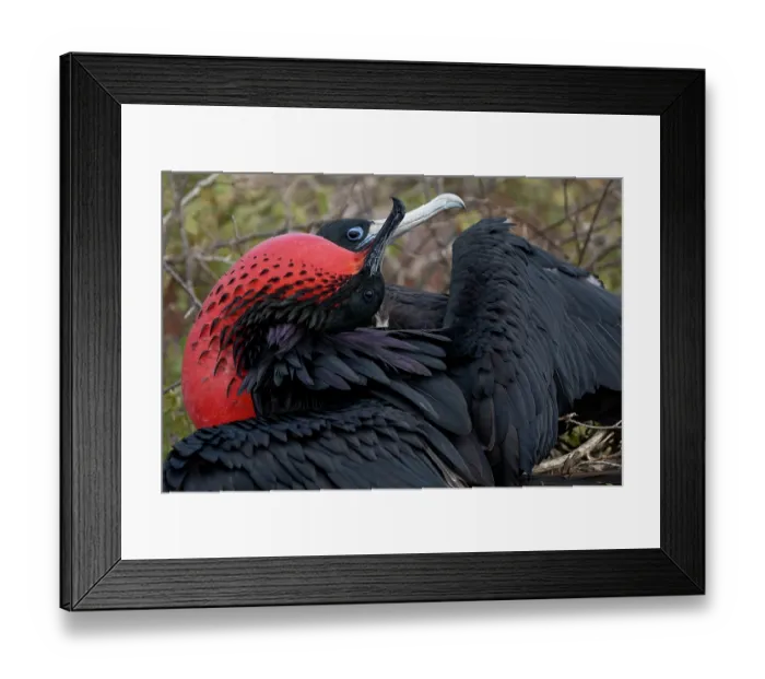 Framed Print : Great frigate birds (Fregata minor) pair in courtship display, male with gular sac inflated, North Seymour Island, Galapagos Islands Framed Print : Great frigate birds (Fregata minor) pair in courtship display, male with gular sac inflated, North Seymour Island, Galapagos Islands