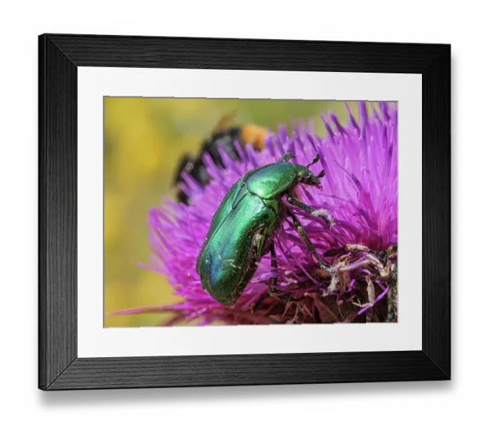 Framed Print : Rose chafer beetle (Cetonia aurata) resting on Thistle head, Castelluccio di Norcia, Sibillini, Umbria, Italy. July