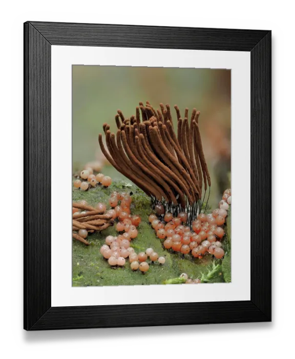 Framed Print : Slime moulds, mature sporangia (Stemonitis axifera) surrounded by developing sporangia (Collaria arcyrionema), Buckinghamshire, England, UK, July. Focus stacked Framed Print : Slime moulds, mature sporangia (Stemonitis axifera) surrounded by developing sporangia (Collaria arcyrionema), Buckinghamshire, England, UK, July. Focus stacked