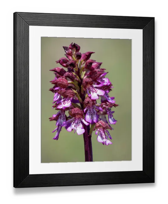 Framed Print : Lady orchid (Orchis purpurea) in flower, Gran Sasso, Abruzzo. Italy. April. Focus stacked Framed Print : Lady orchid (Orchis purpurea) in flower, Gran Sasso, Abruzzo. Italy. April. Focus stacked