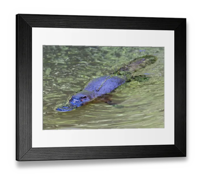 Framed Print : Platypus (Ornithorhynchus anatinus) surfacing between foraging dives, Yungaburra, Queensland, Australia Framed Print : Platypus (Ornithorhynchus anatinus) surfacing between foraging dives, Yungaburra, Queensland, Australia