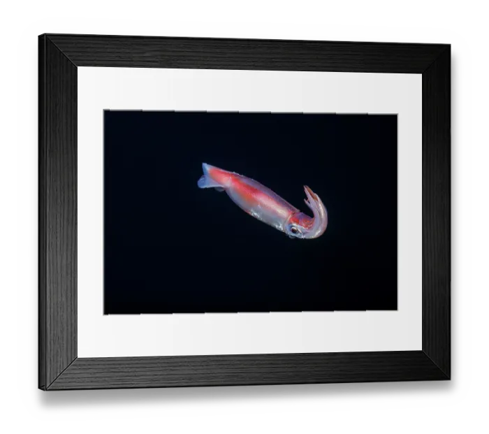 Framed Print : Purpleback flying squid (Sthenoteuthis oualaniensis) swimming in open sea, Yap, Federated States of Micronesia, Pacific Ocean Framed Print : Purpleback flying squid (Sthenoteuthis oualaniensis) swimming in open sea, Yap, Federated States of Micronesia, Pacific Ocean