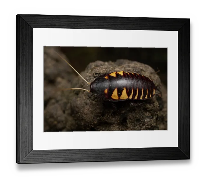 Framed Print : Beautiful Northern wingless cockroach (Cosmozosteria gloriosa) portrait, Cooktown, Queensland, Australia Framed Print : Beautiful Northern wingless cockroach (Cosmozosteria gloriosa) portrait, Cooktown, Queensland, Australia