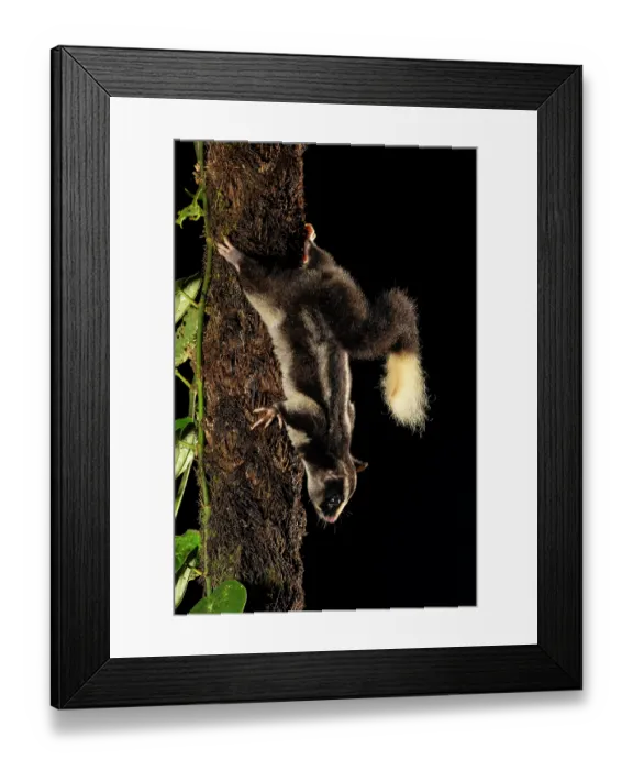 Framed Print : Torresian striped possum (Dactylopsila trivirgata) climbing down tree trunk at night, Wet Tropics World Heritage, Lake Eacham, Queensland, Australia Framed Print : Torresian striped possum (Dactylopsila trivirgata) climbing down tree trunk at night, Wet Tropics World Heritage, Lake Eacham, Queensland, Australia
