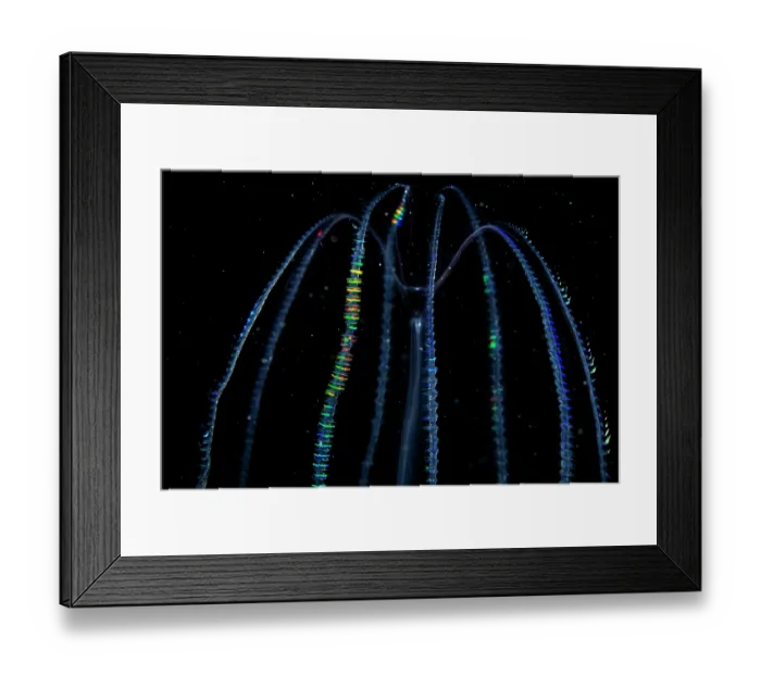 Framed Print : Comb jelly (Bolinopsis sp.) portrait, Portugal, Atlantic Ocean Framed Print : Comb jelly (Bolinopsis sp.) portrait, Portugal, Atlantic Ocean