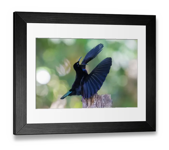 Framed Print : Victoria's riflebird (Ptiloris victoriae) male, courtship display, Wet Tropics World Heritage, Lake Eacham, Queensland, Australia Framed Print : Victoria's riflebird (Ptiloris victoriae) male, courtship display, Wet Tropics World Heritage, Lake Eacham, Queensland, Australia