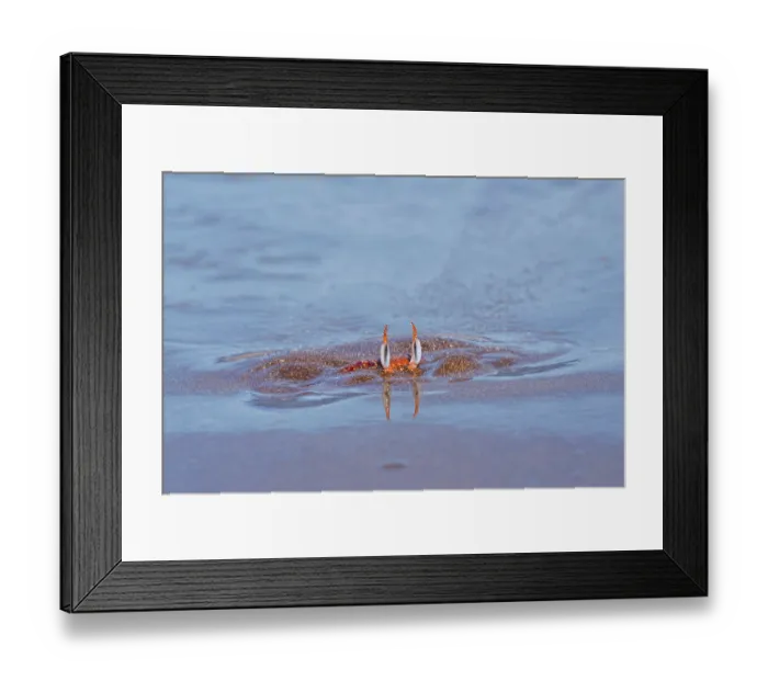 Framed Print : Painted ghost crab (Ocypode gaudichaudii) buried in sand, Santiago Island, Galapagos Islands Framed Print : Painted ghost crab (Ocypode gaudichaudii) buried in sand, Santiago Island, Galapagos Islands