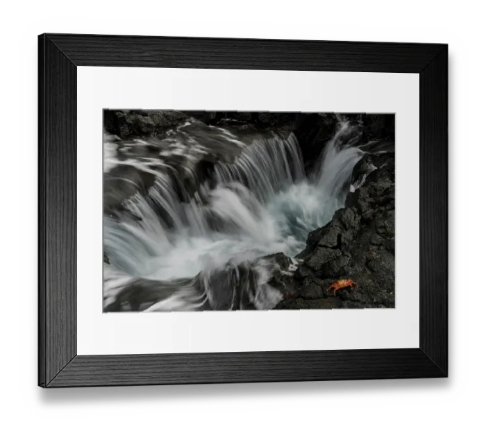 Framed Print : Sally Lightfoot crab (Grapsus grapsus) on black volcanic rock along the shore, Santiago Island, Galapagos Islands Framed Print : Sally Lightfoot crab (Grapsus grapsus) on black volcanic rock along the shore, Santiago Island, Galapagos Islands
