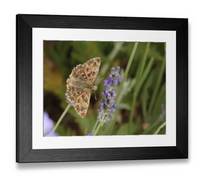 Framed Print : Mallow skipper butterfly (Carcharodus alceae) resting on Lavender (Lavandula sp.), Podere Montecucco, Orvieto, Umbria, Italy. June Framed Print : Mallow skipper butterfly (Carcharodus alceae) resting on Lavender (Lavandula sp.), Podere Montecucco, Orvieto, Umbria, Italy. June